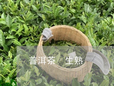 普洱茶 生熟/2023042909191